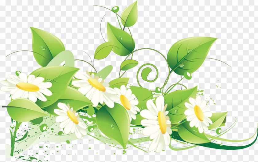 Camomile Flower Floral Design Clip Art PNG