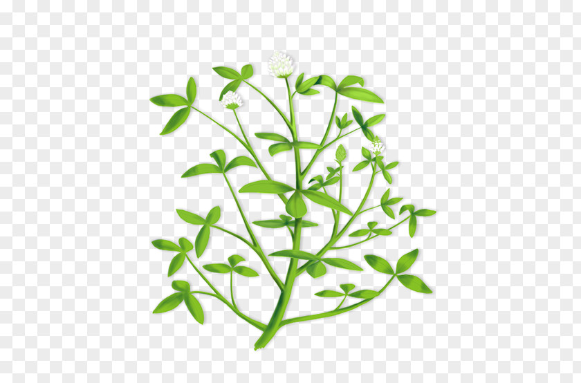 Clover Seed Trifolium Alexandrinum Clip Art Alfalfa Hay Illustration PNG