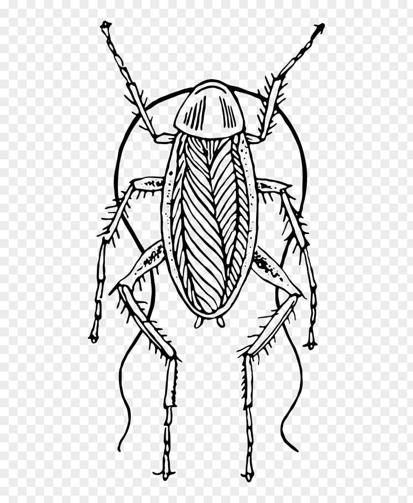 Cockroach Not Fit For Human Consumption: A Comedic Farce Drawing Clip Art PNG