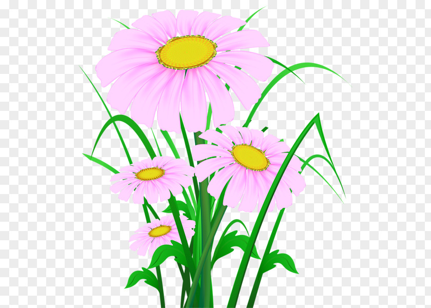 Flower Common Daisy PNG