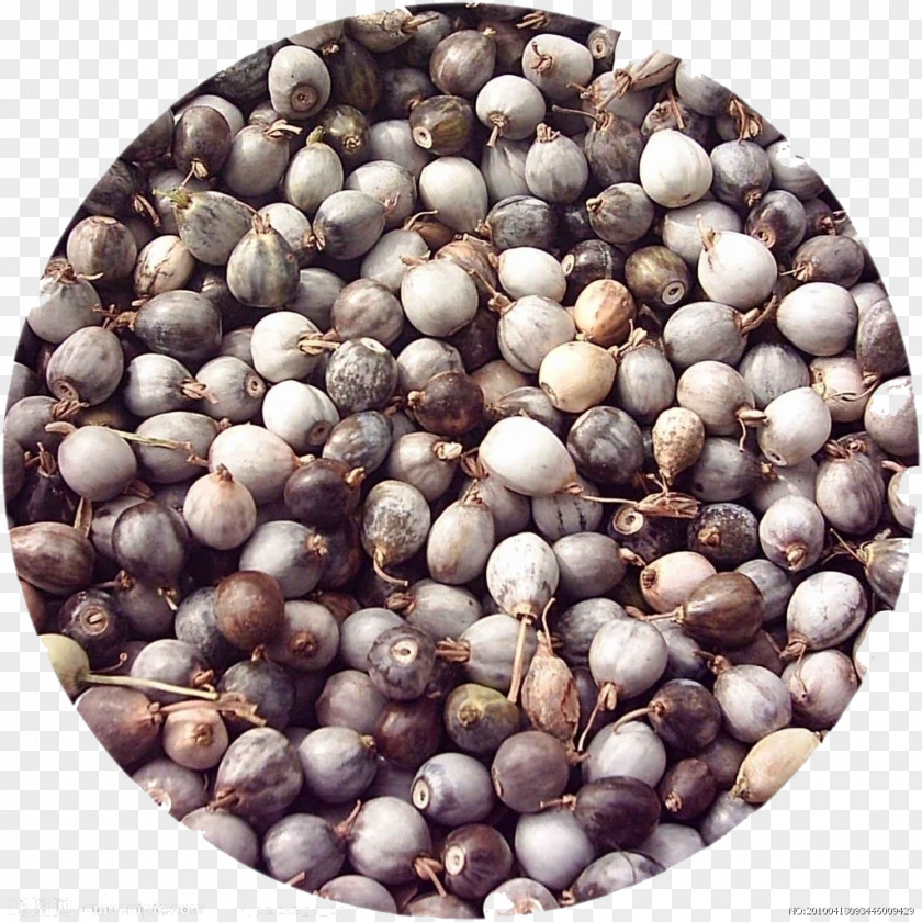 Original Barley Beans Adlay Seed U3088u304fu82e1u4ec1 Chinese Herbology Grasses PNG