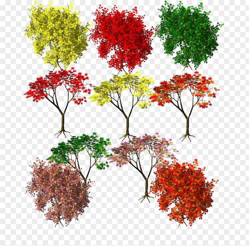 Autumn Leaves Seasons Maple Leaf Color Red PNG