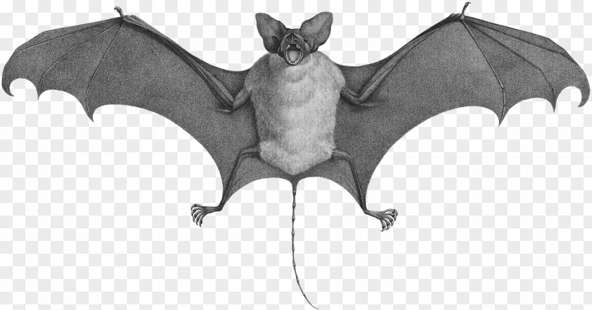 Bat Mouse Cat Rat Animal PNG