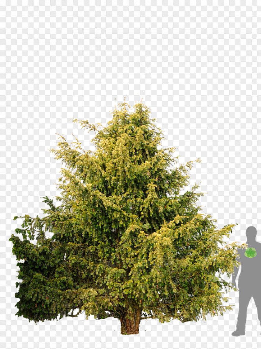 Juniperus Foetidissima Spruce Gelbe Adlerschwingen Eibe English Yew Yellow Tree PNG