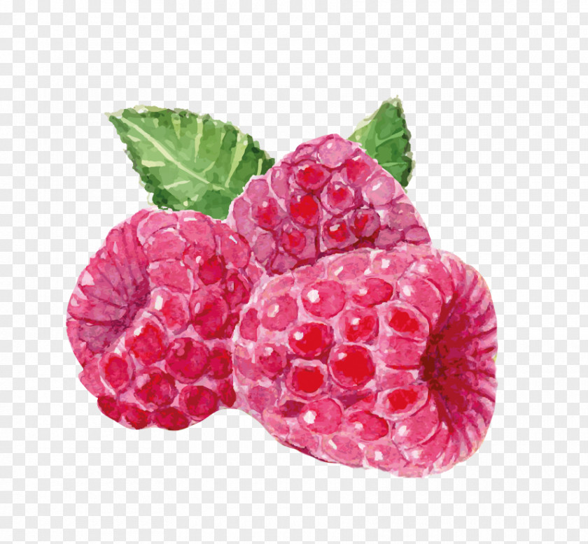 Raspberry Red Loganberry Boysenberry Yoghurt PNG
