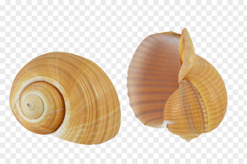SEA SHELL Seashell Cockle Conchology Sea Snail Molluscs PNG