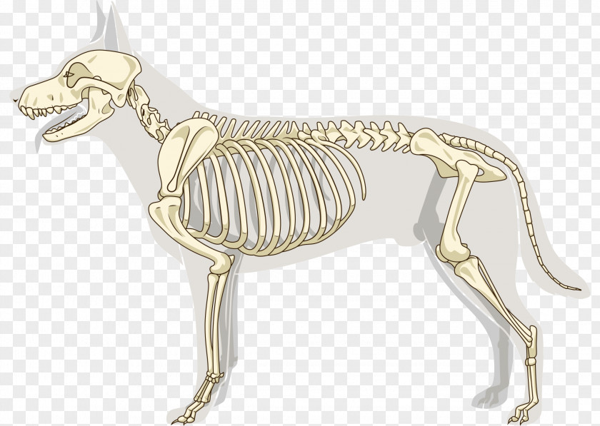 Www Pictures Of Axial And Appendicular Skeleton Italian Greyhound Osteosarcoma Joint Bone PNG