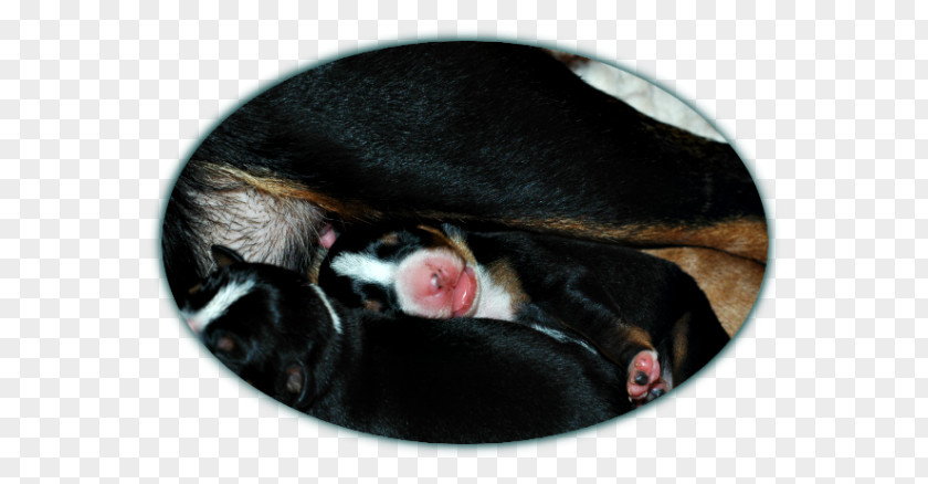 Appenzeller Sennenhund Dog Snout PNG