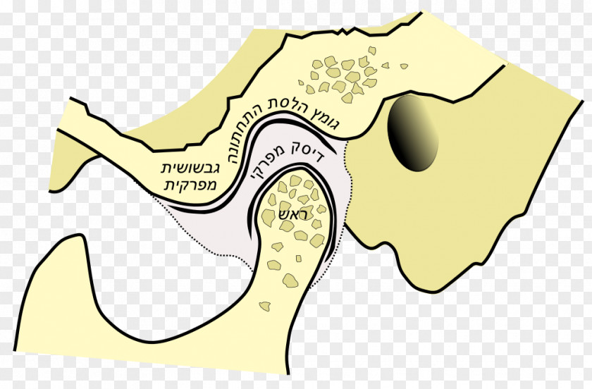 Creative Movement Temporomandibular Joint Jaw Mandible Skull PNG