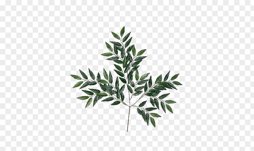 Eucalyptus Leaves Picture Material Globulus Robusta Oil Essential Leaf PNG
