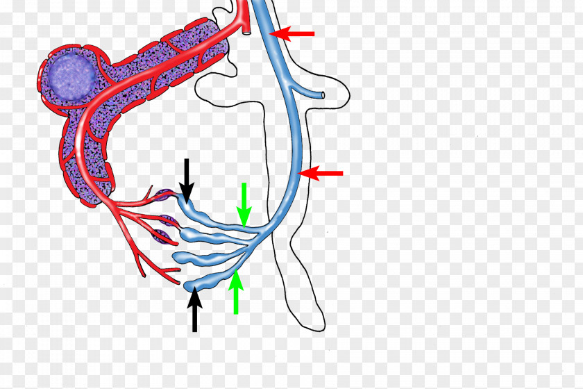 Line Illustration Clip Art Organism PNG