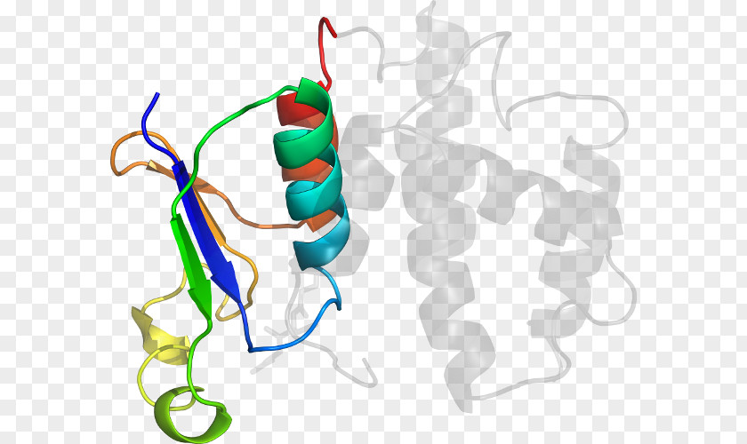 Prostaglandinendoperoxide Synthase 2 Clip Art Product Design Organism Line PNG