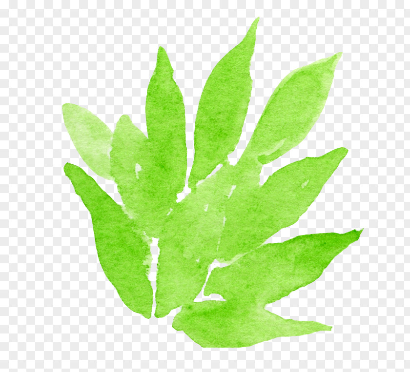 Watercolor Leaves Grass Watercolor: Flowers Watercolour Painting Leaf PNG