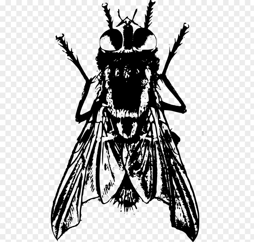 Bee Insect Drawing Housefly PNG