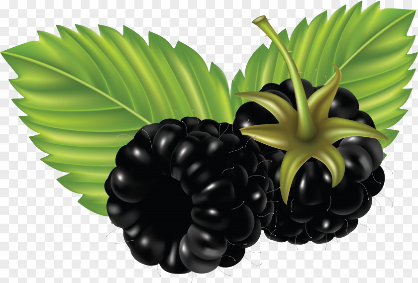 Blackberry Fruit Clip Art PNG