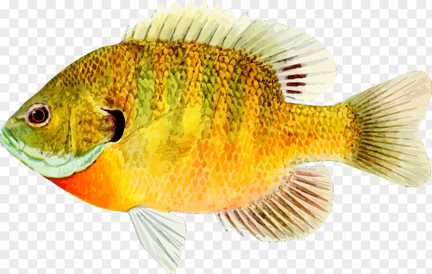 Fish Goldfish Desktop Wallpaper PNG