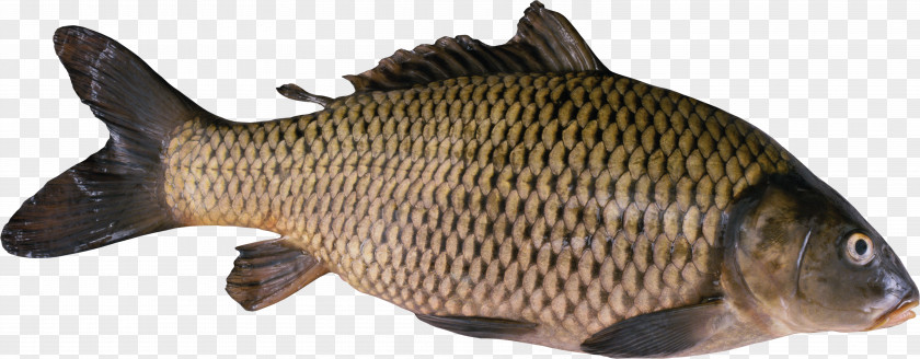 Fish Koi Freshwater Gilt-head Bream Food PNG