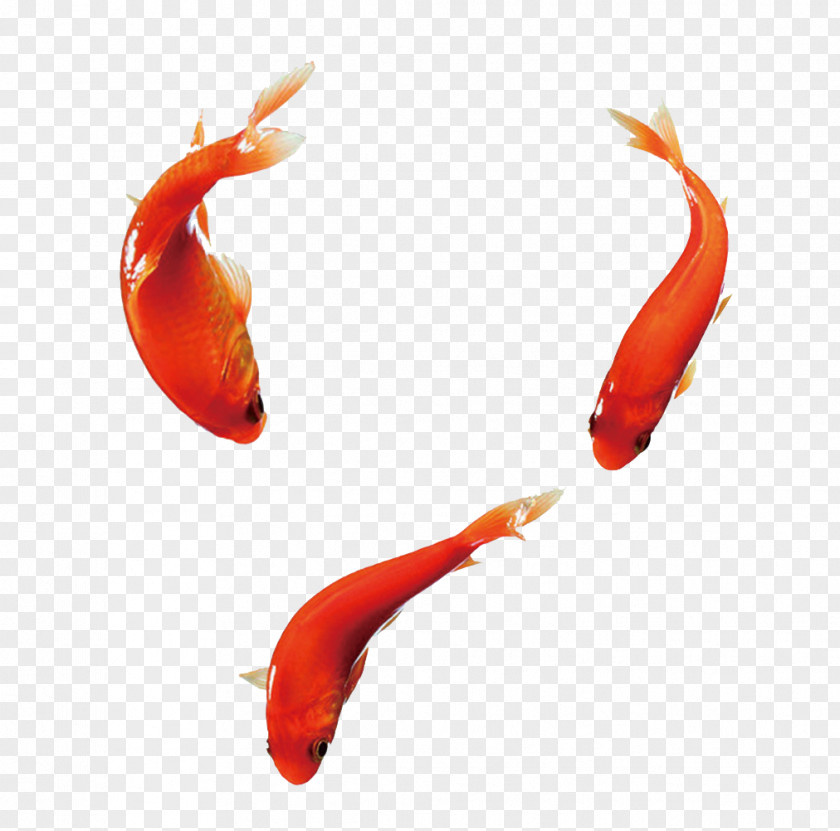 Free Goldfish Pull Material Carassius Auratus Fish PNG