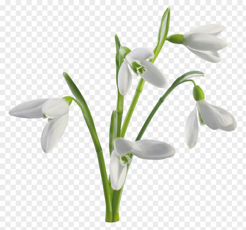 Icicles Galanthus Nivalis Giant Snowdrop Flower Desktop Wallpaper White PNG