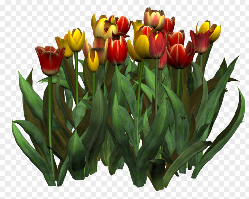 Mulberry Tulip Flower Painting Clip Art PNG