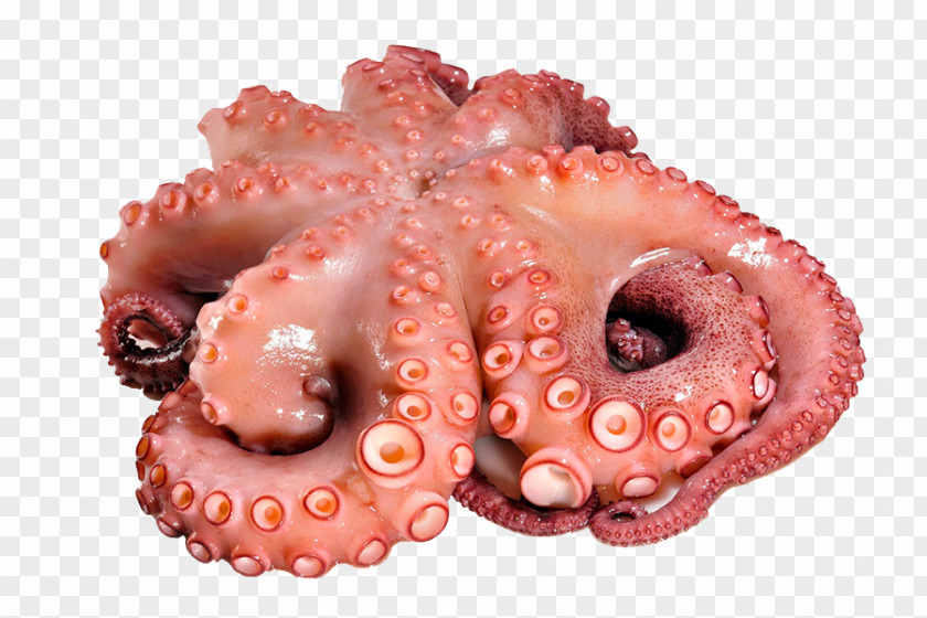 Powder Explosion Octopus Squid As Food Polbo á Feira Seafood PNG