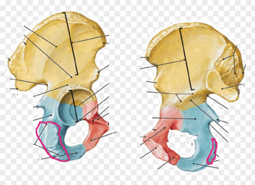 Radial Tuberosity Human Anatomy Hip Bone Inferior Pubic Ramus Pubis Skeleton PNG