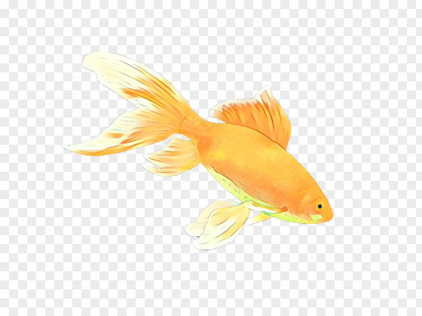 Rayfinned Fish Cyprinidae Cartoon PNG