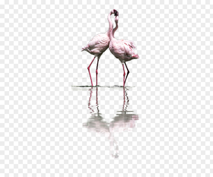 Bird Flamingos Greater Flamingo Clip Art PNG
