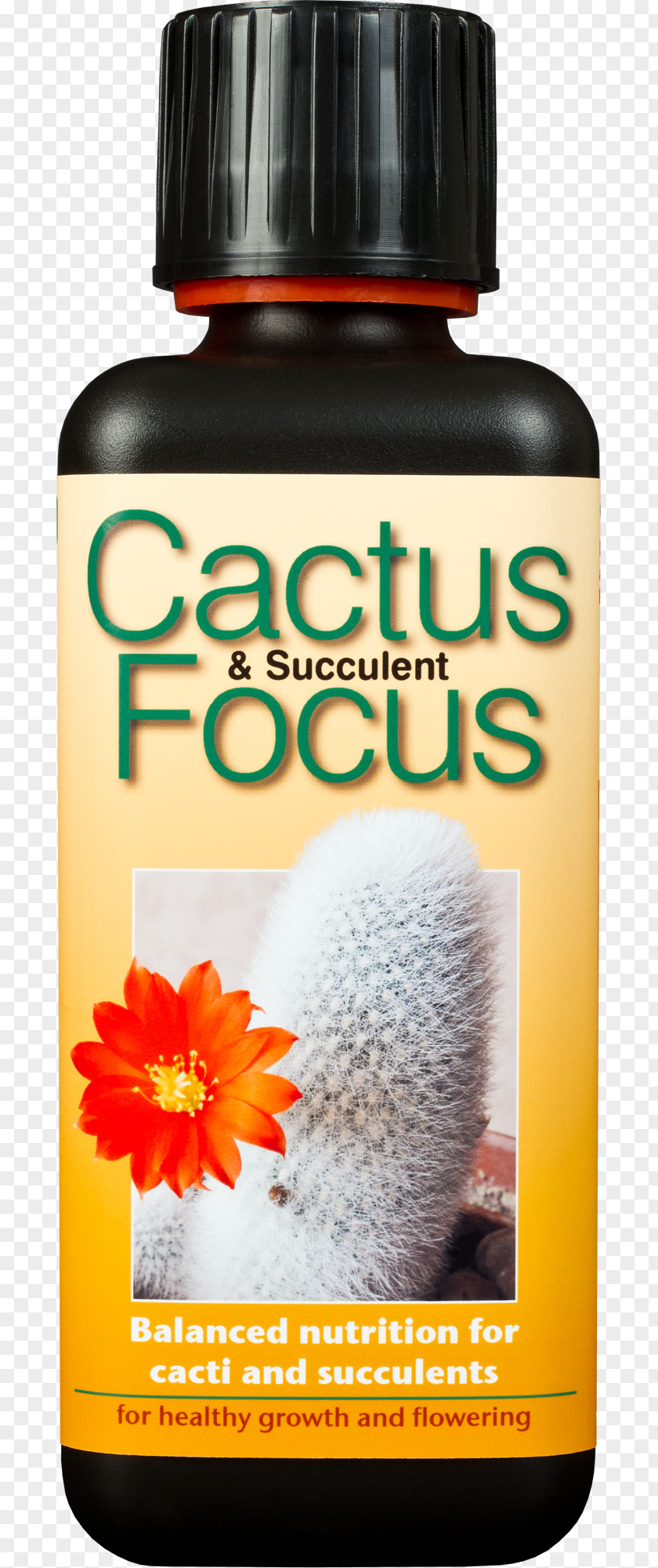 Flowering Bonsai Cactus Cacti And Succulents Et Succulentes Nutrient Succulent Plant Cactaceae PNG