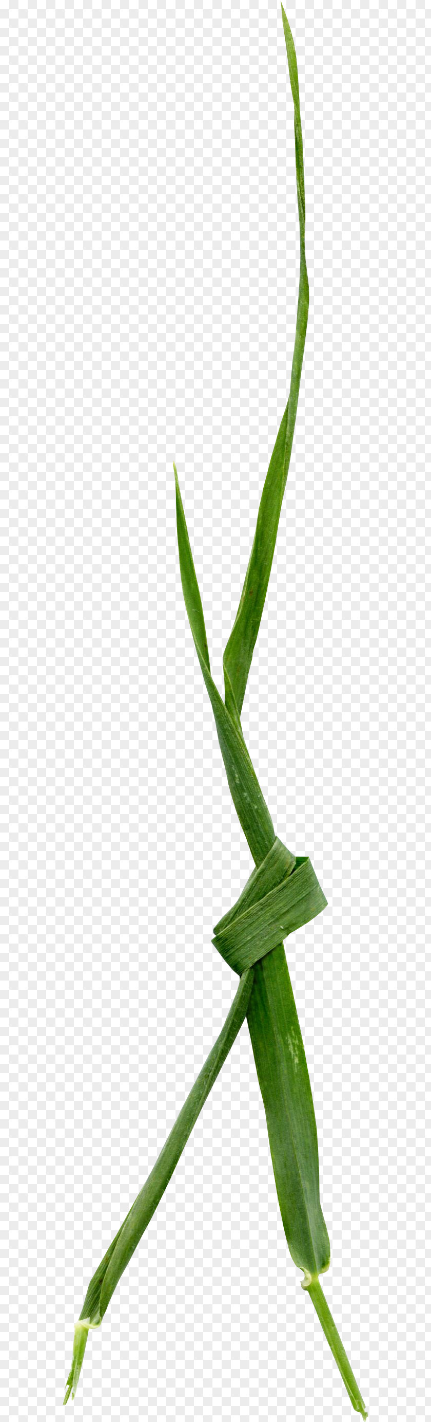 Green Leaf Tie Bar Grasses Plant Stem Close-up Aloe Vera PNG