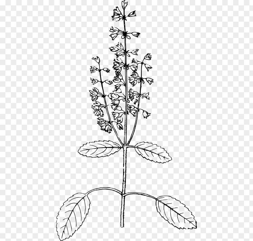 Holy Basil PNG