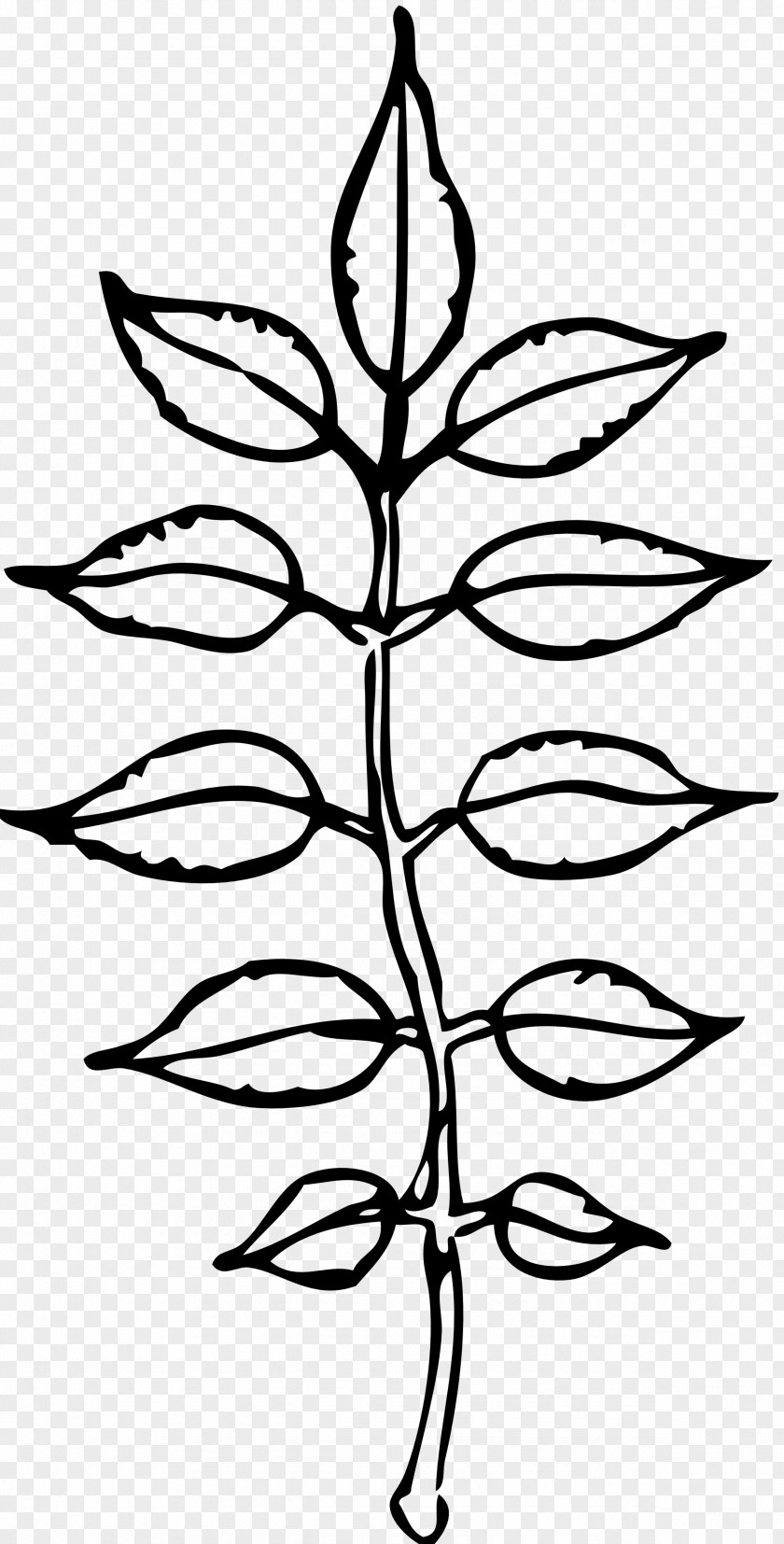 Leaf Black And White Clip Art PNG