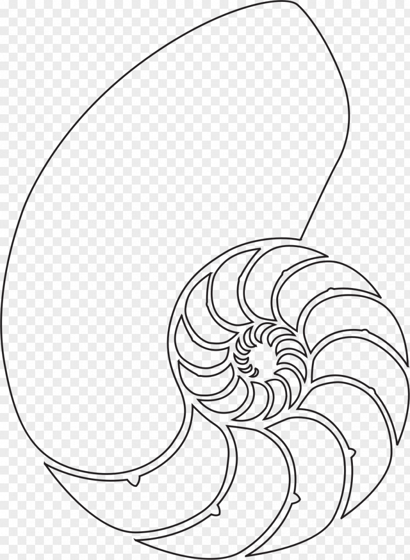Seashell Nautilidae Drawing Clip Art PNG