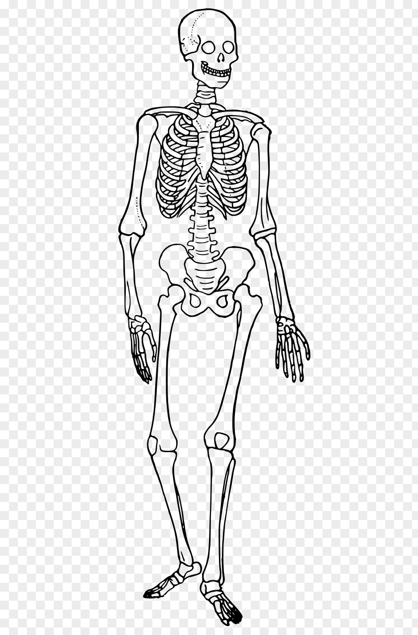 Skeleton Human Body Diagram Bone PNG