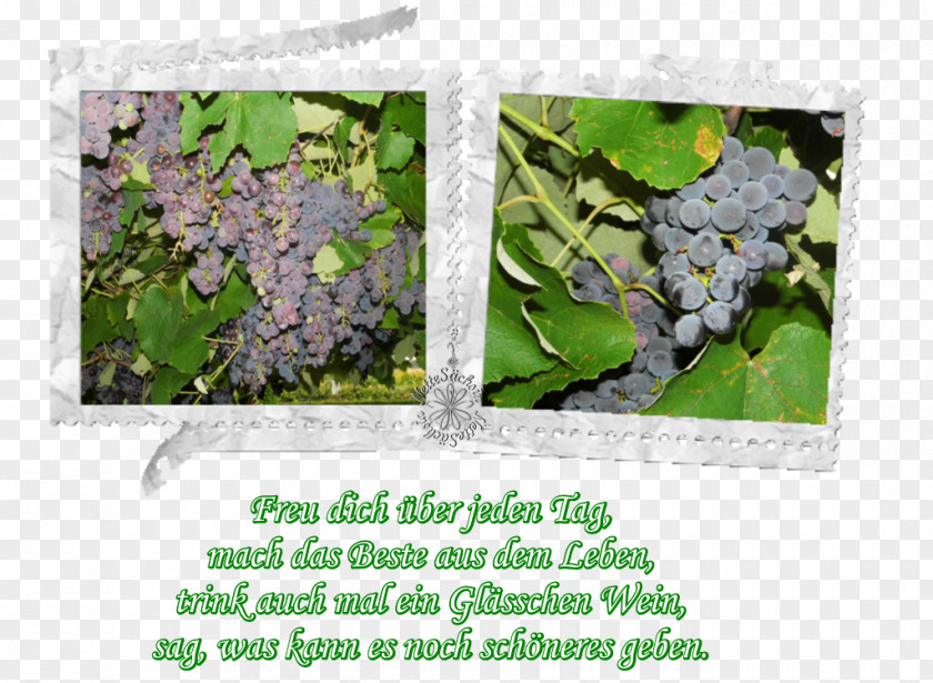 Leaf Lilac Herb Tree PNG