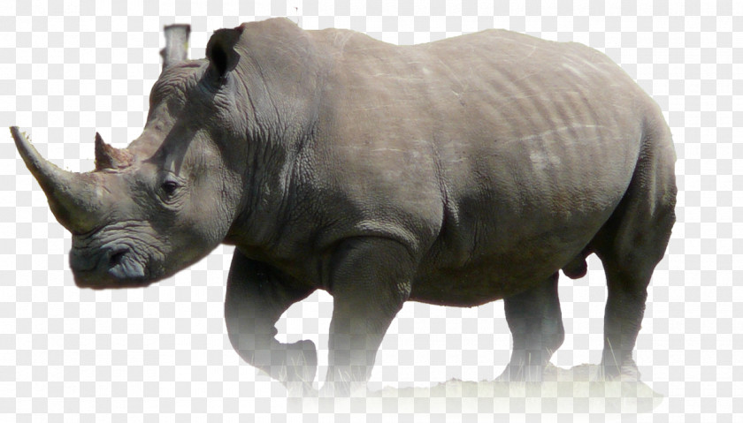 Rhino Javan Rhinoceros Animal Wildlife Lion PNG