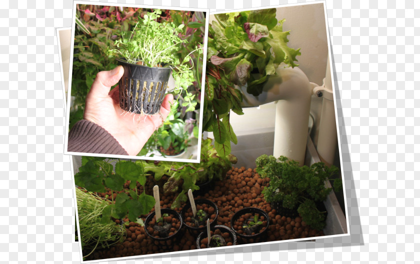 6 Site Hydroponic Grow Box Gardening Green Wall Kasviportaat Oy Hydroponics PNG
