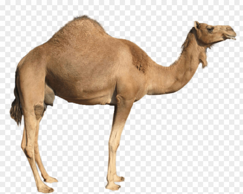 Camel Image Clip Art PNG