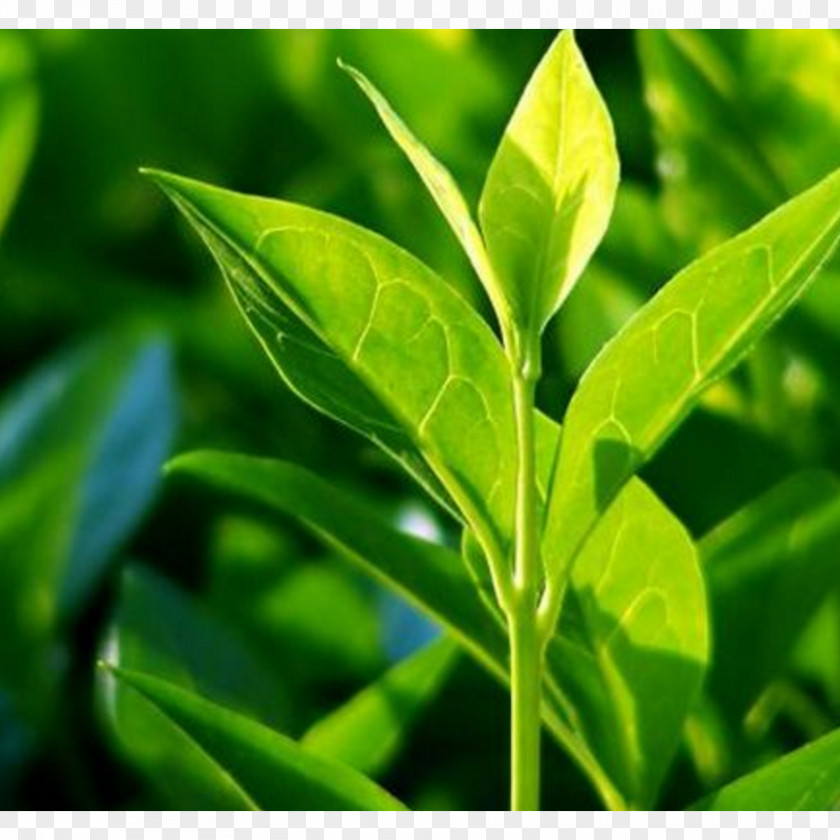 Green Tea Tree Oil Organic Food Camellia Sinensis PNG