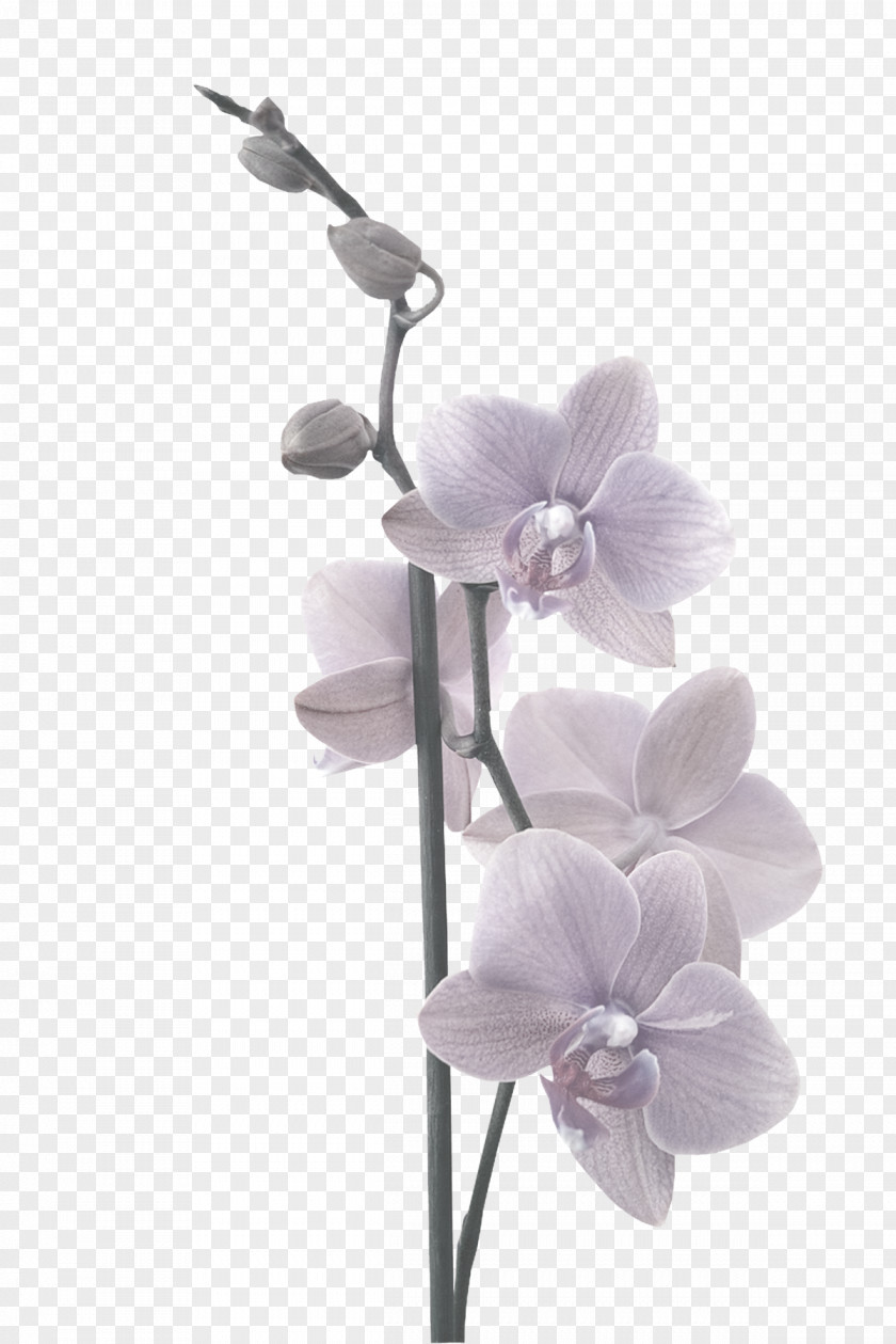 Headline Orchid Moth Orchids Adhesive Paper Partition Wall PNG