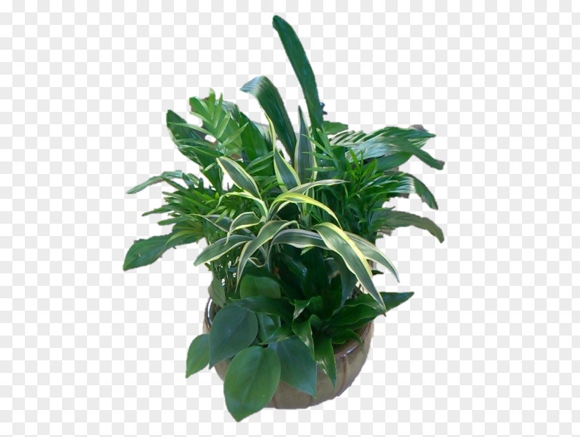 Leaf Flowerpot Houseplant Herb Plant Stem PNG