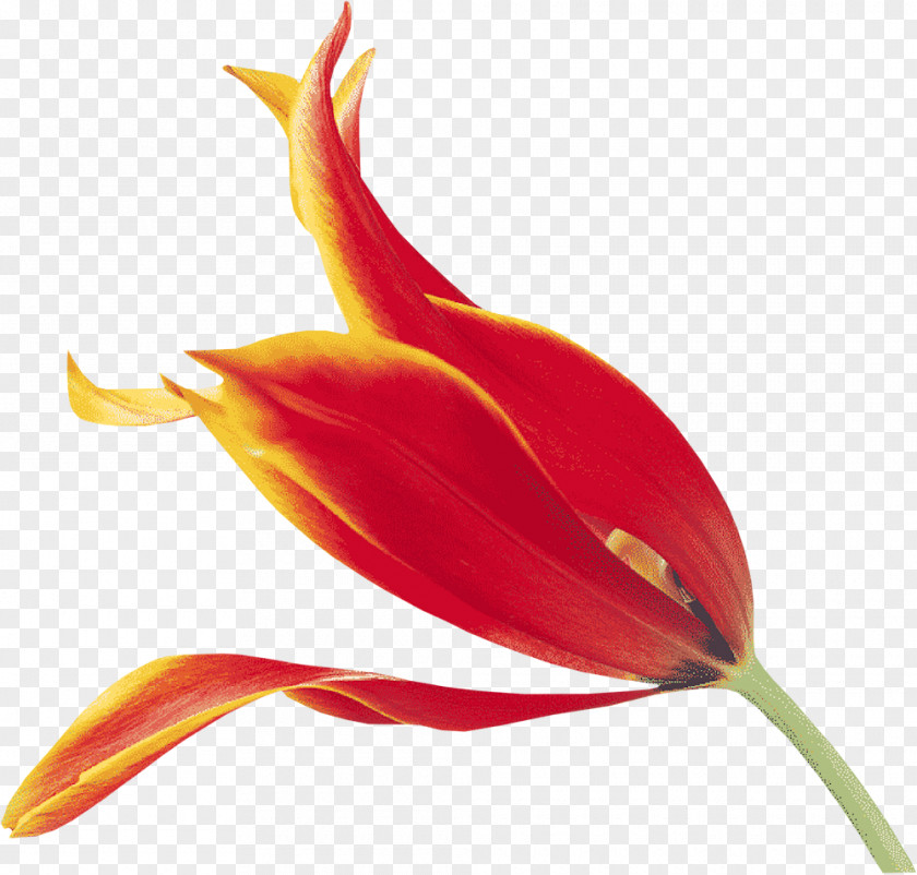 Orange Flower Fototapet Tulip Neural Organization Clip Art PNG
