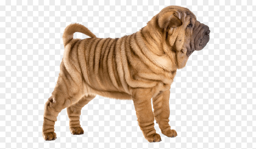 Puppy Shar Pei Ori-Pei Dog Breed Companion PNG