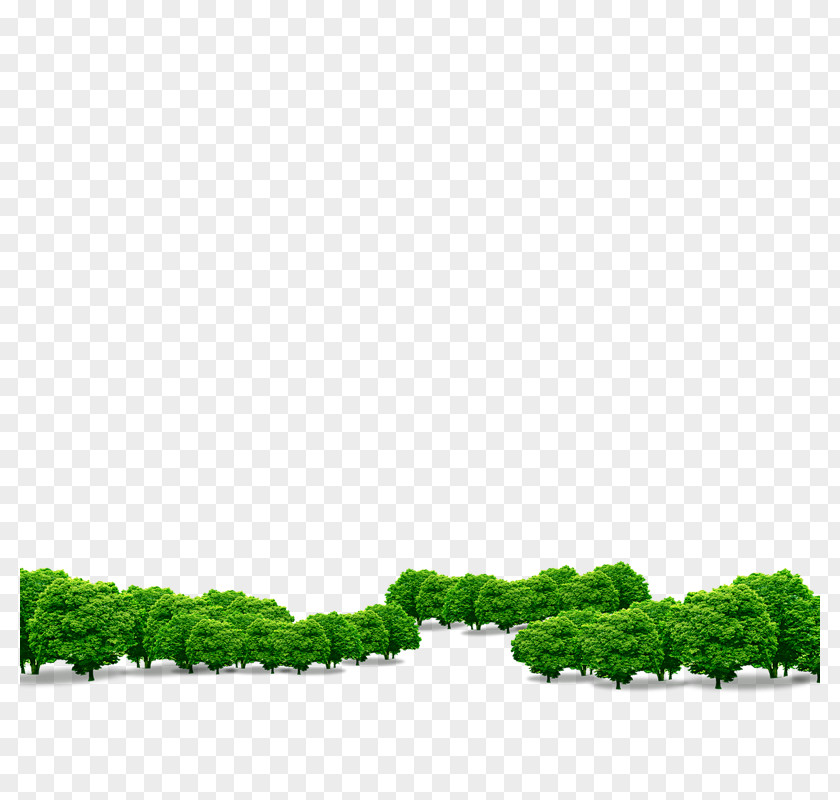 Tree Download Computer File PNG