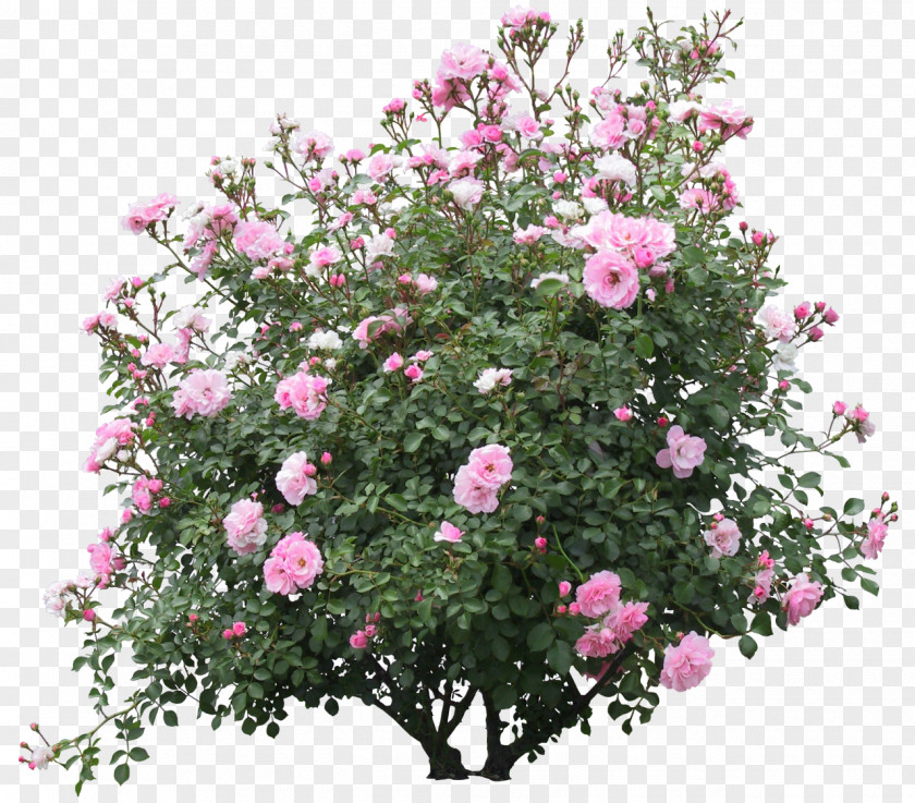 Bushes Shrub Flower Plant Rose PNG