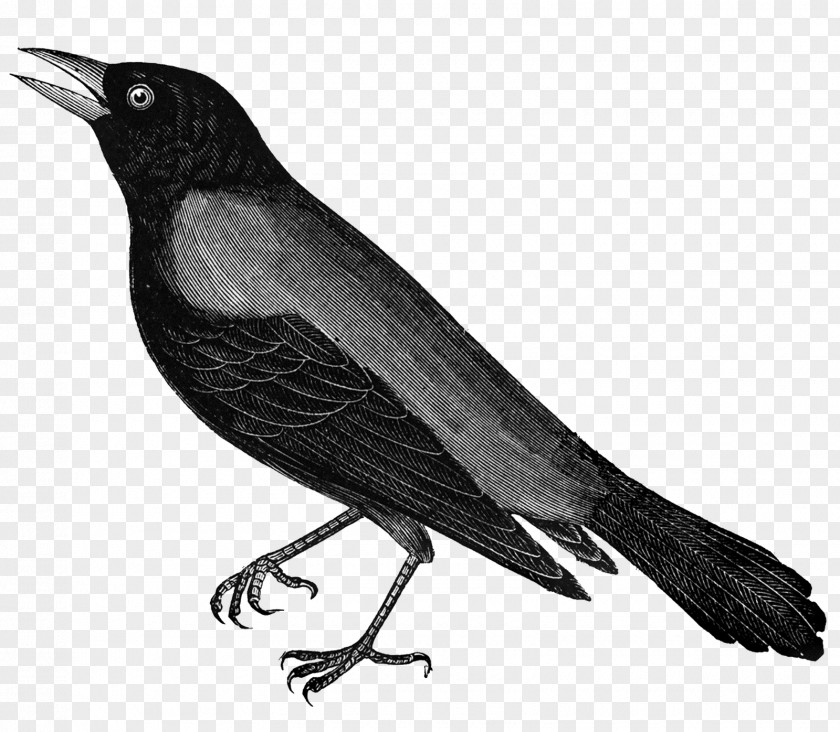 Crow Crows Royalty-free Clip Art PNG