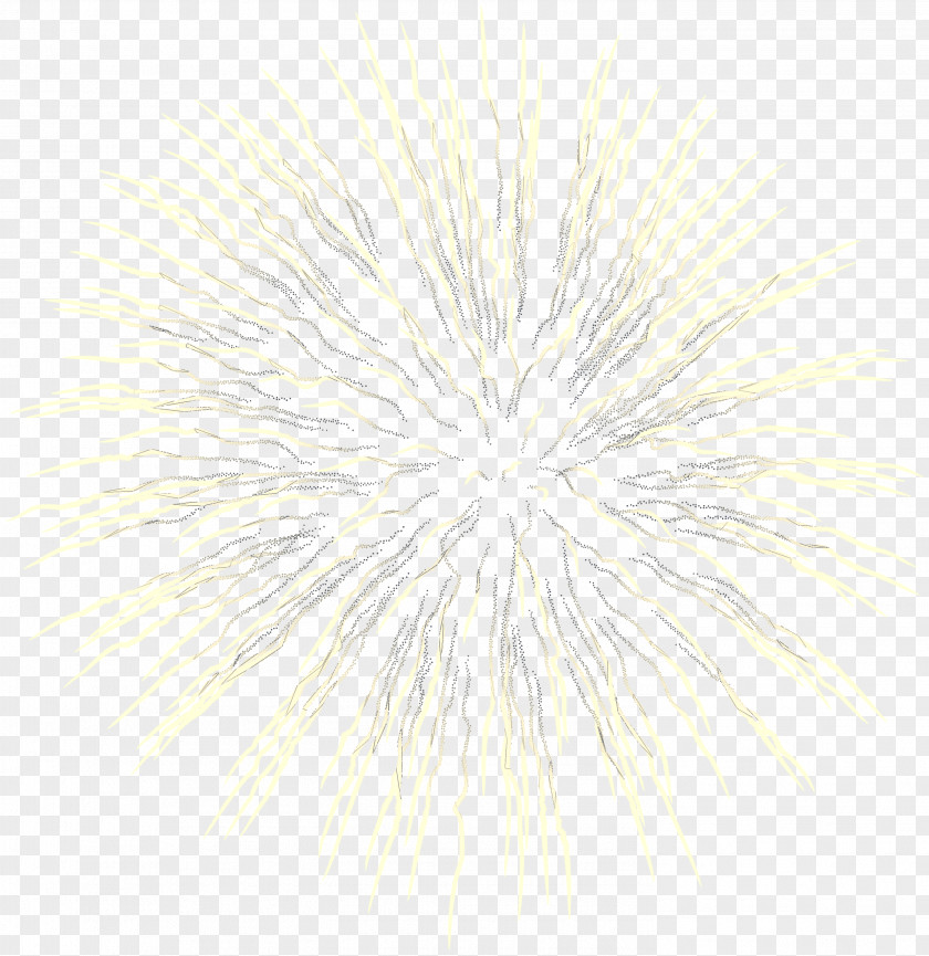 Dandelion Blackandwhite Feather PNG