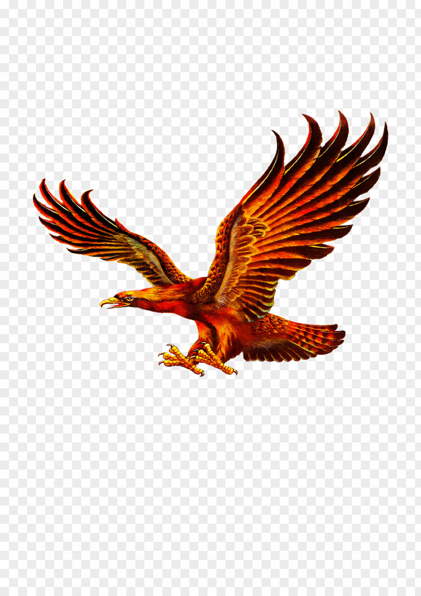 Eagle Fly Download Oil Painting Chinese PNG
