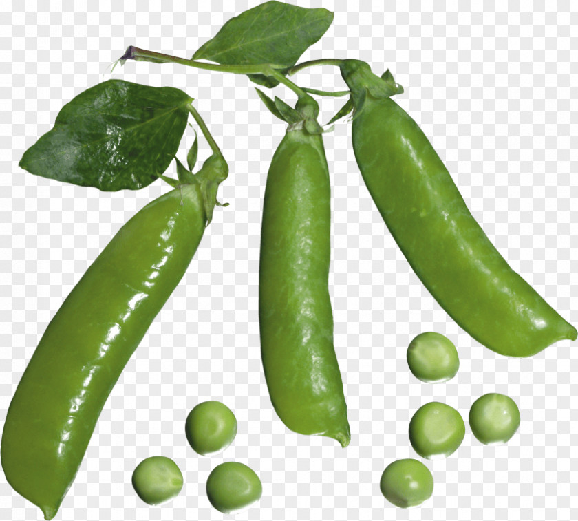 Sweet Pea Painting Clip Art Pisum Sativum Vegetable Bean PNG