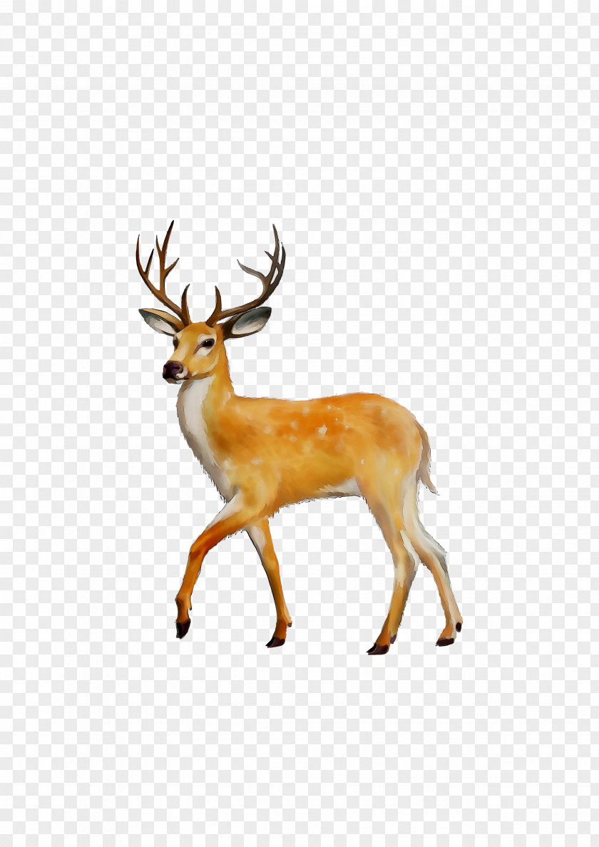 White-tailed Deer Clip Art Red PNG